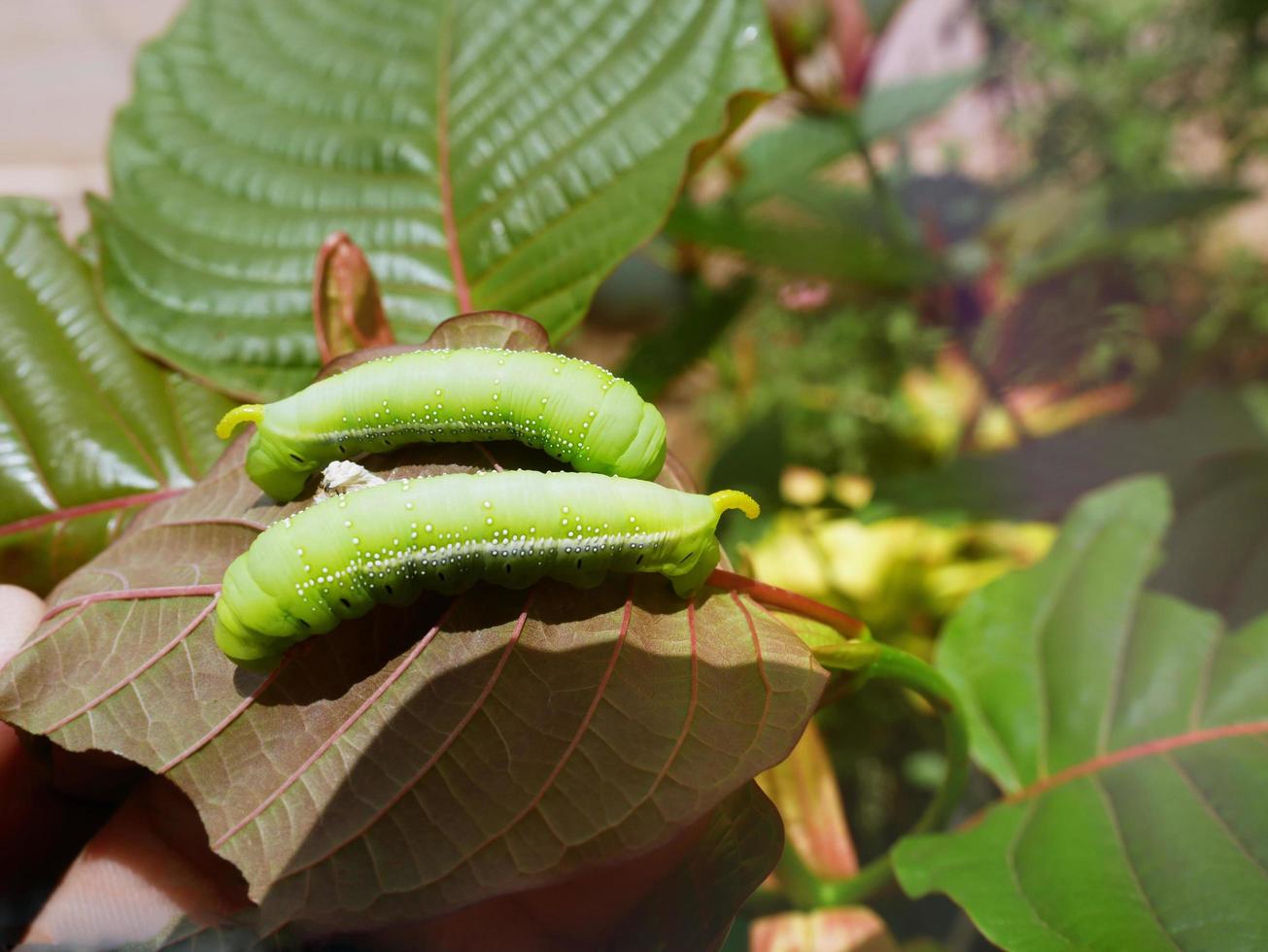 Big green caterpillars. On the leaves, the pests eat and damage. photo