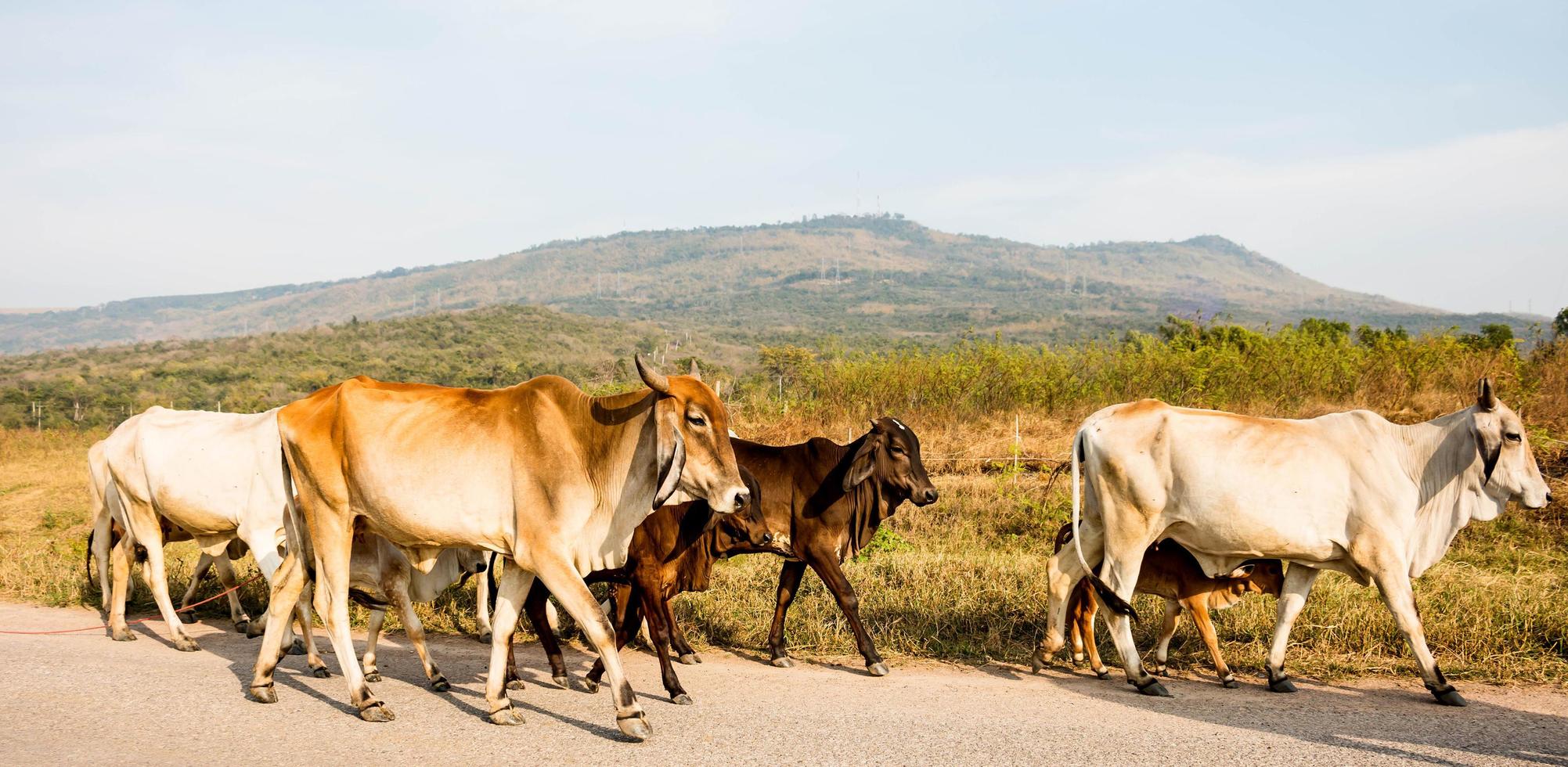 walking cattle on the road photo