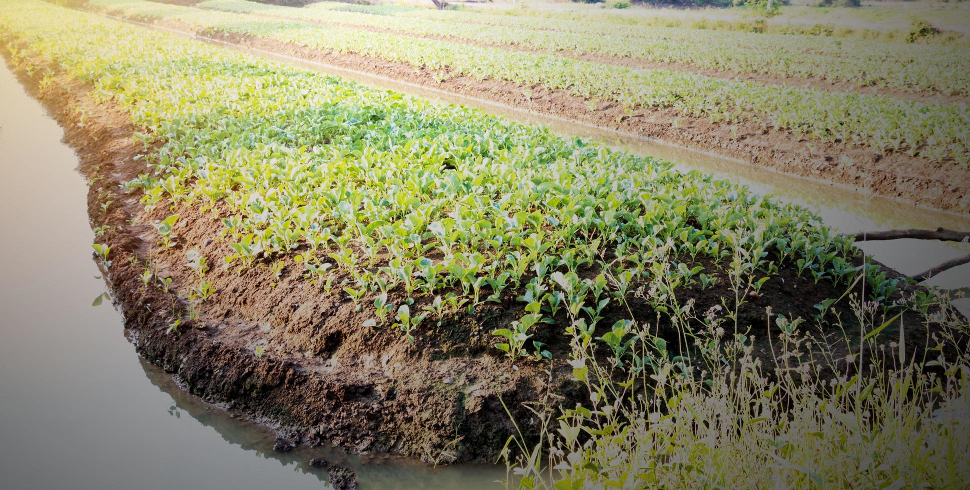 cama vegetal al aire libre foto