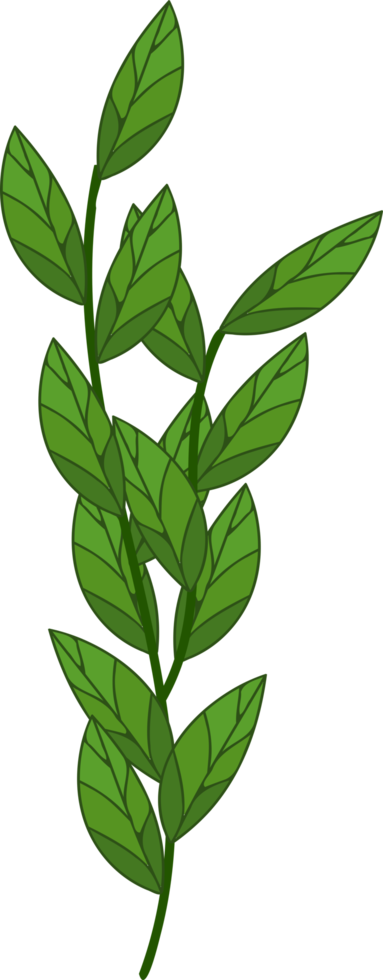 branch, tree branch, plant png