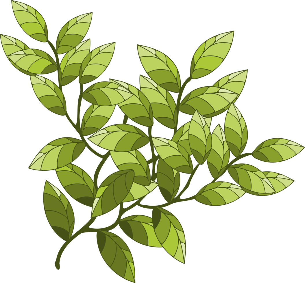 branch, tree branch, plant png