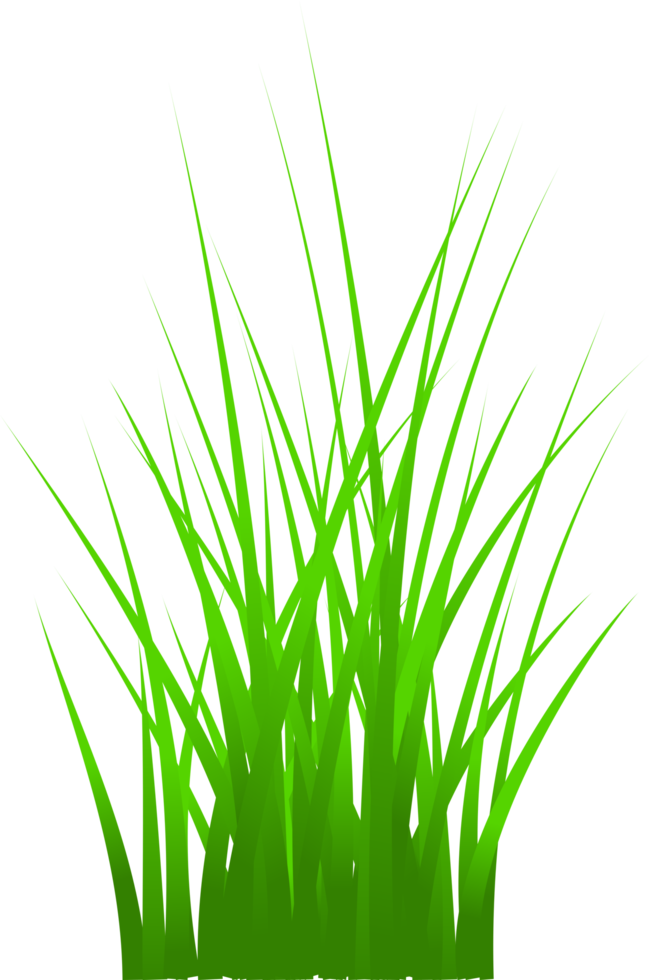 herbe, herbe verte png