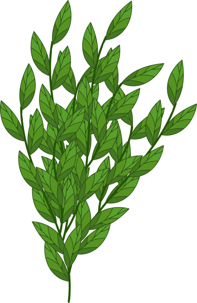 branch, tree branch, plant png