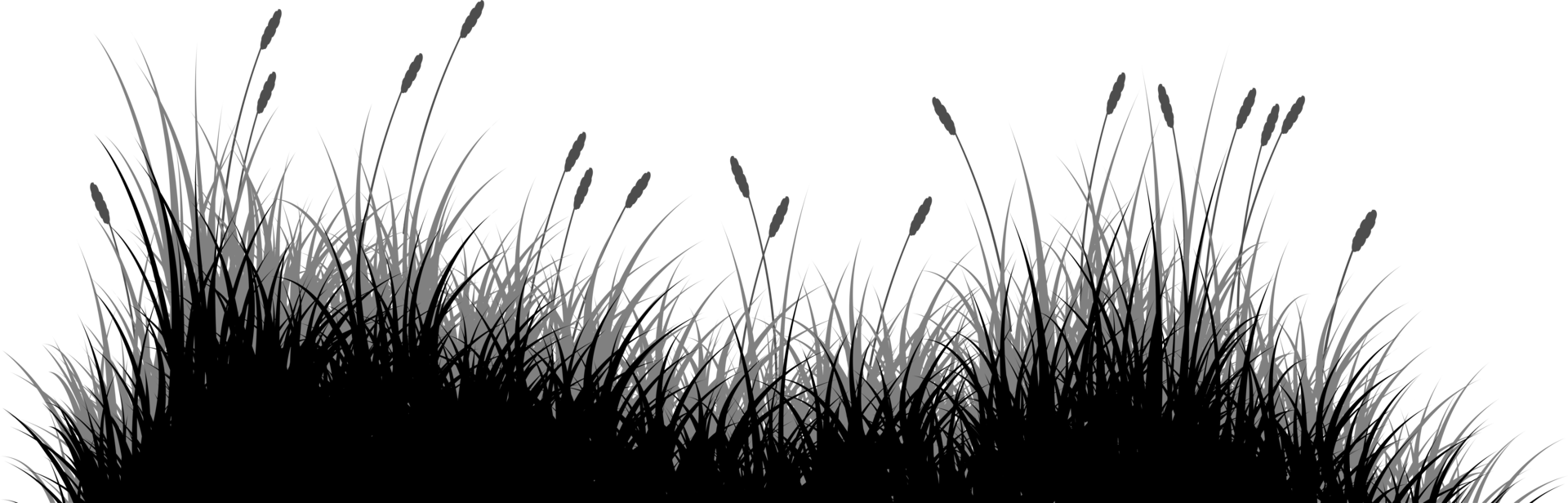 reeds grass silhouette, grass silhouette, meadow png