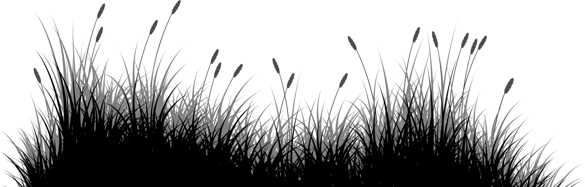 riet gras silhouet, gras silhouet, weide png