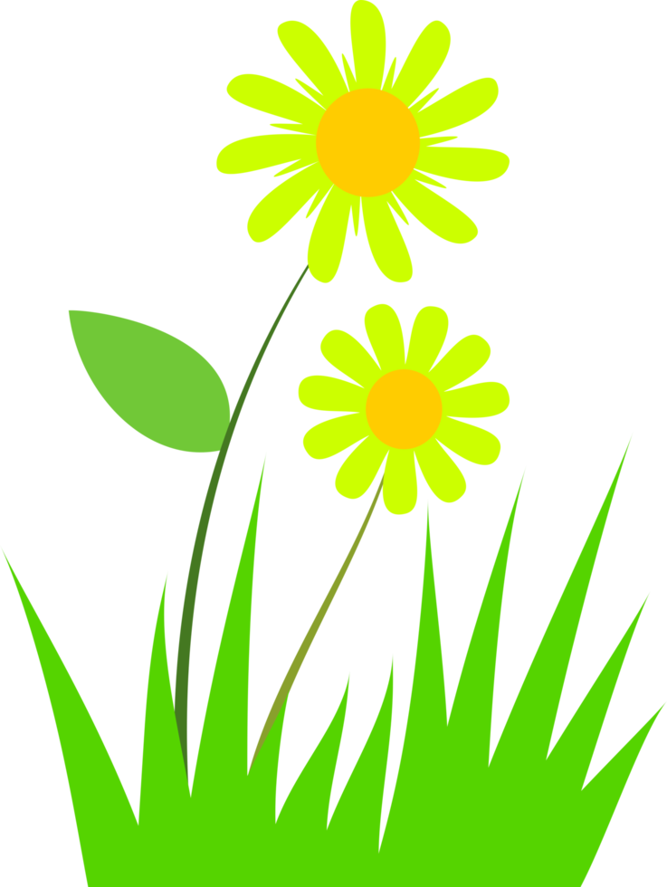 grass, grass flower. summer grass png