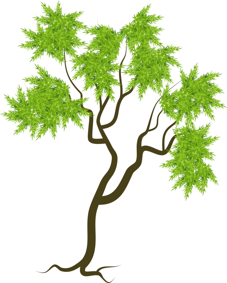 tropischer Baum, Baum dünne Blätter png