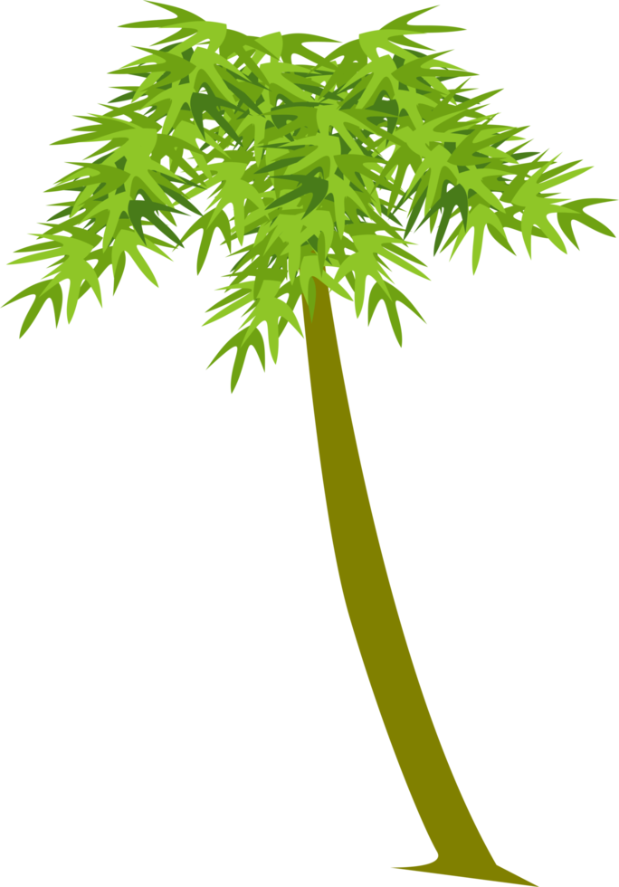 palm tree, tropical plant png