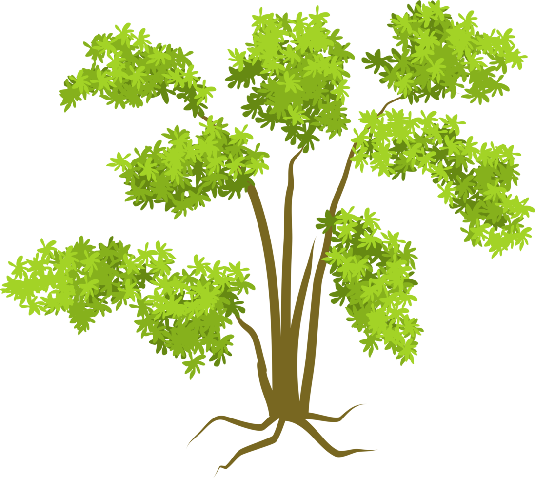 tree, forest tree png