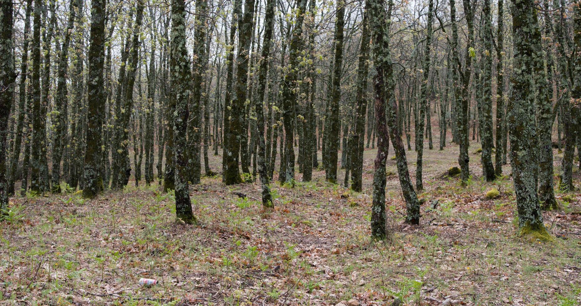 Bottom of trees in a forest photo