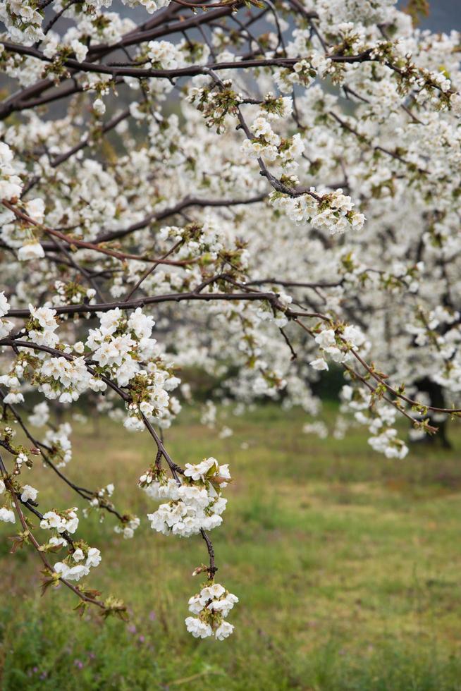 Close up of a blooming cherry tree. photo