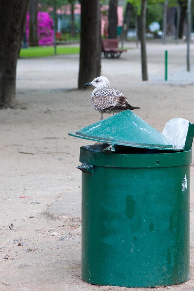 linda gaviota en una lata urbana verde para la basura. Oporto foto