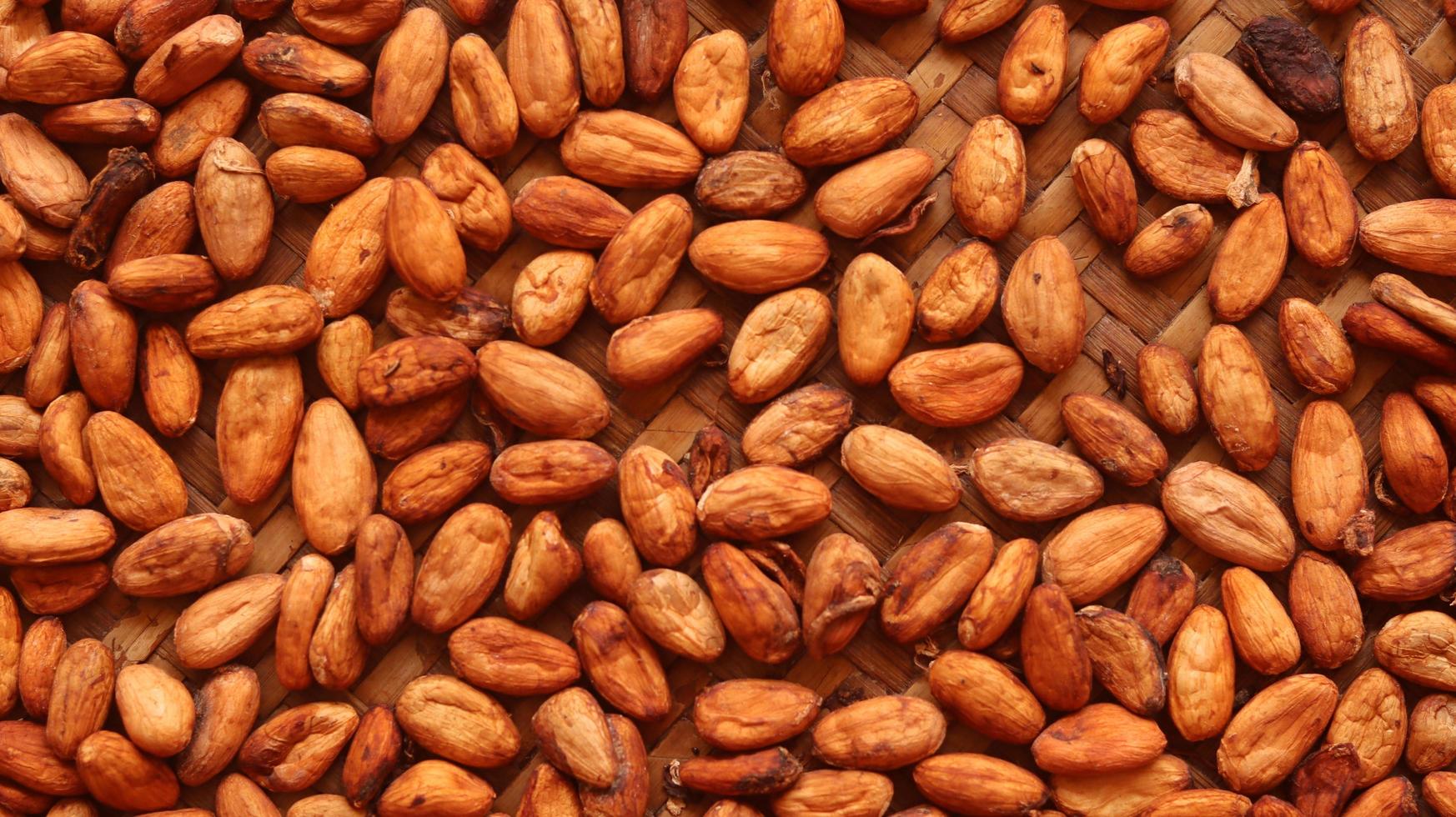 dry, fermented cocoa beans that look bright and clean. These cocoa beans are located on a woven bamboo. photo