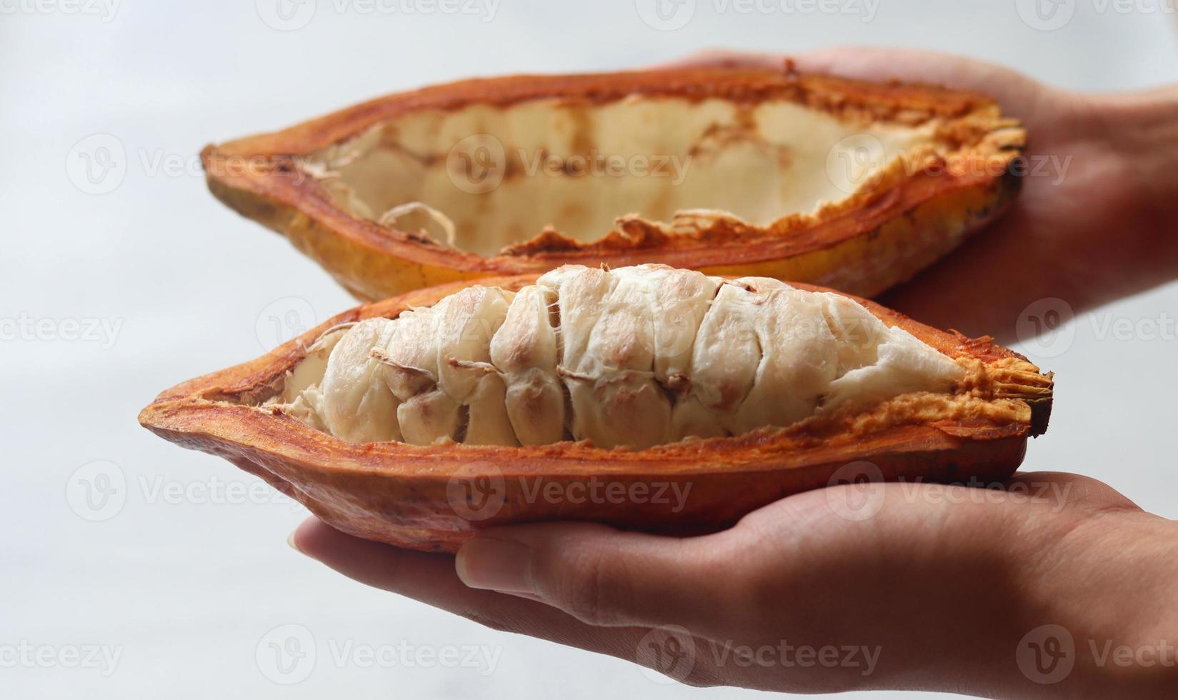 ripe and hand held cocoa pods. cacao pod harvesting and open. split