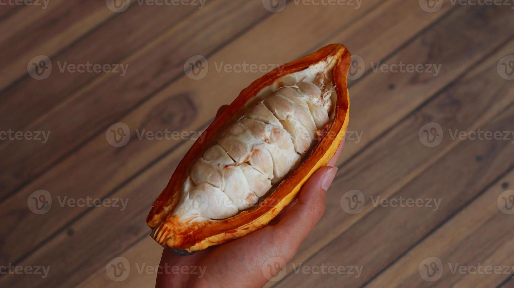 ripe and hand held cocoa pods. cacao pod harvesting and open. split fruit. photo
