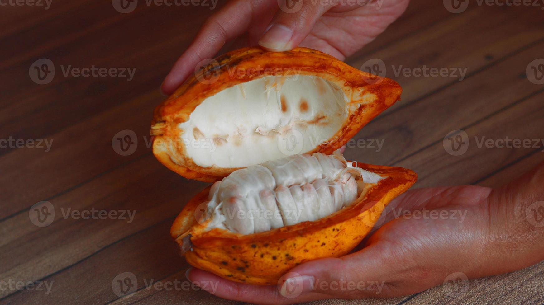 ripe and hand held cocoa pods. cacao pod harvesting and open. split fruit. photo