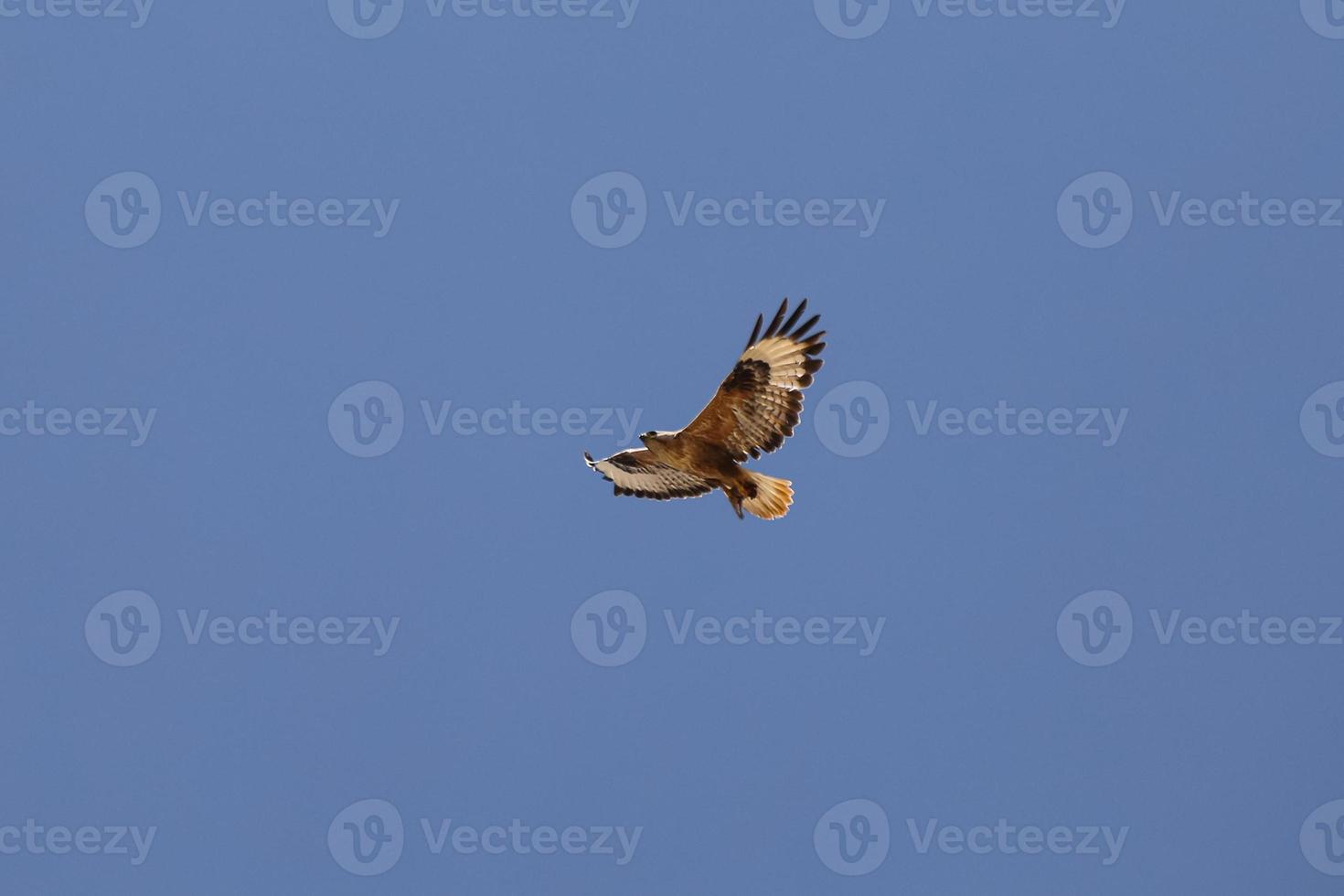 Hawk in flight photo
