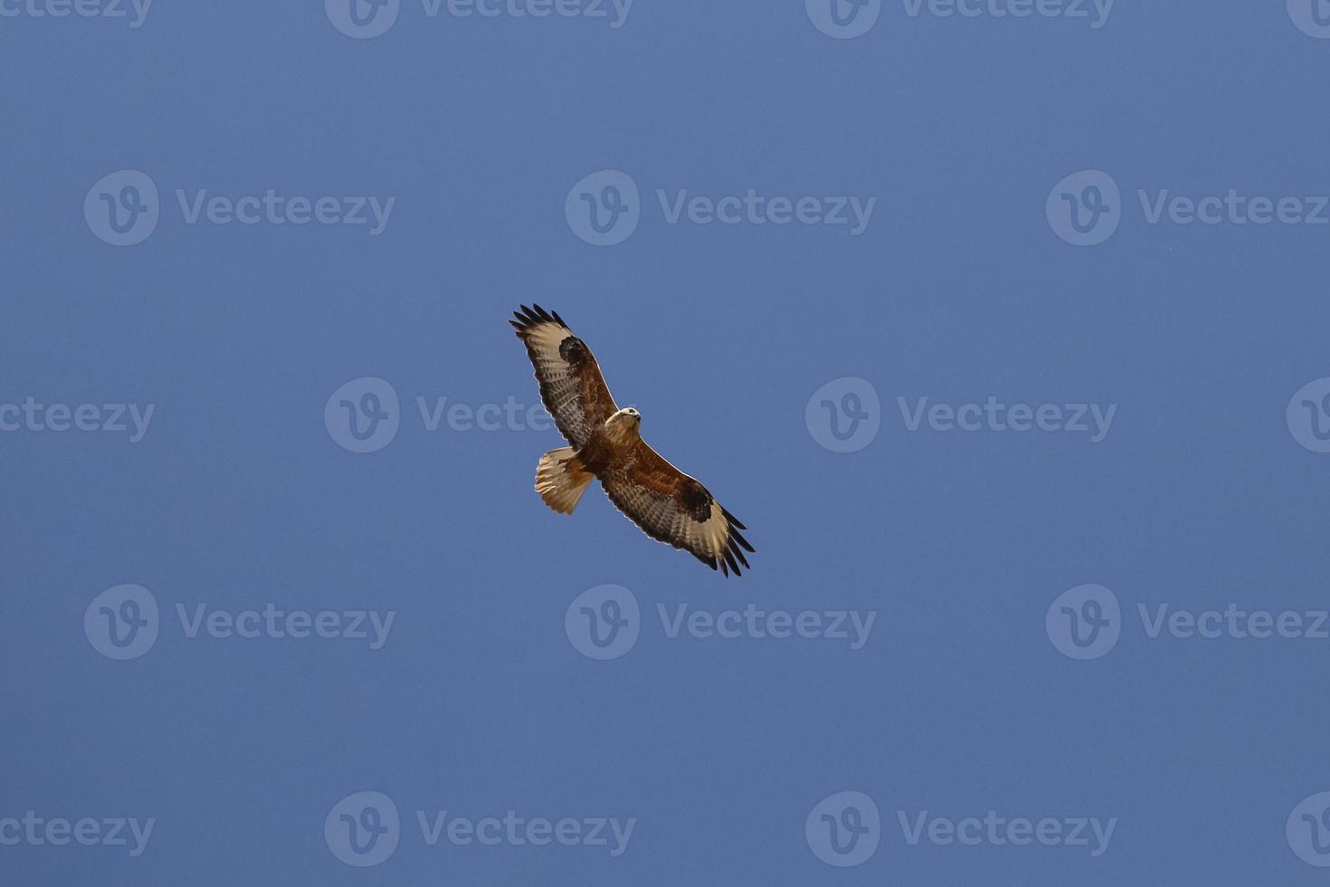 Hawk in flight photo