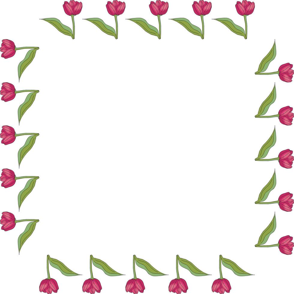 Square frame with vertical blooming pink tulips on white background. Isolated frame of flowers for your design. vector