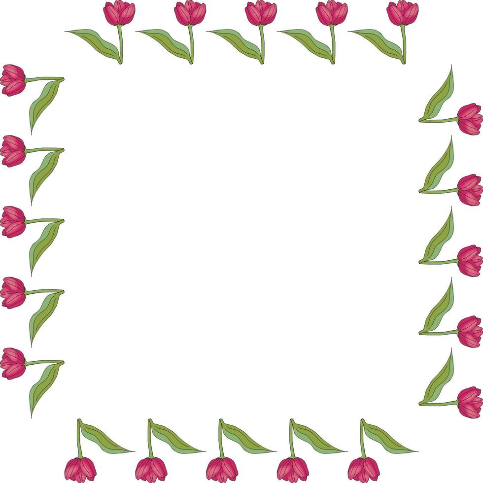 Square frame with vertical blooming pink tulips on white background. Isolated frame of flowers for your design. vector