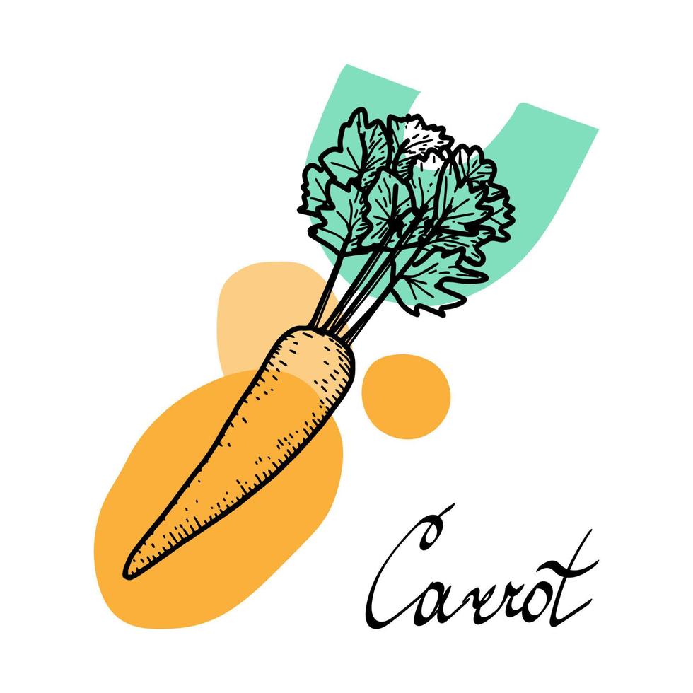 Carrot with abstract spots, hand-drawn elements of a sketch-style doodle. Vegetable. Hand-drawn lettering. Bright orange and green spots. Useful Nutrition. Simple vector isolated on white background