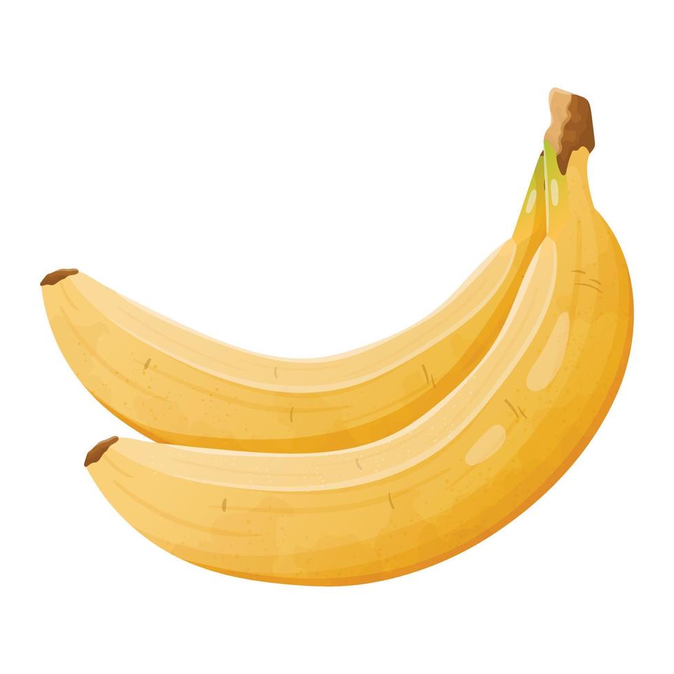 Vector realistic isolated illustration of a bunch of two bananas. A healthy natural tropical fruit.