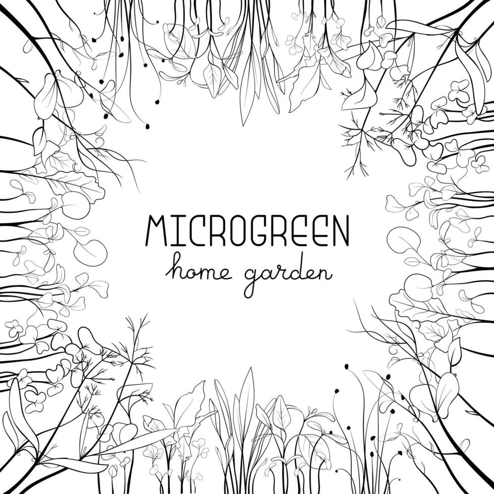 Microgreen sketch vector illustration. Grass circle frame for text. Green for home gardening. Mustard, corn, peas, onion, sunflower plant for salad