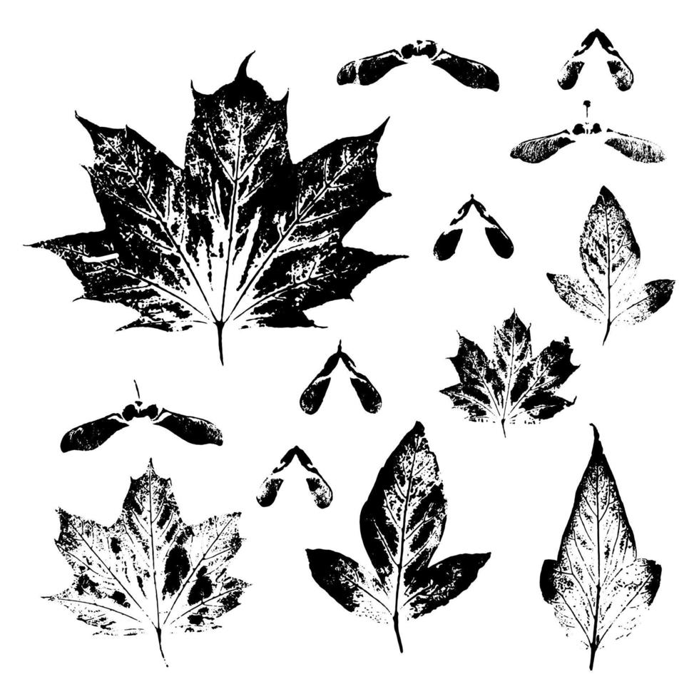 Vector collection Leaf print Different black imprints leaves stamp. Hand drawn mark foliage elements on white background