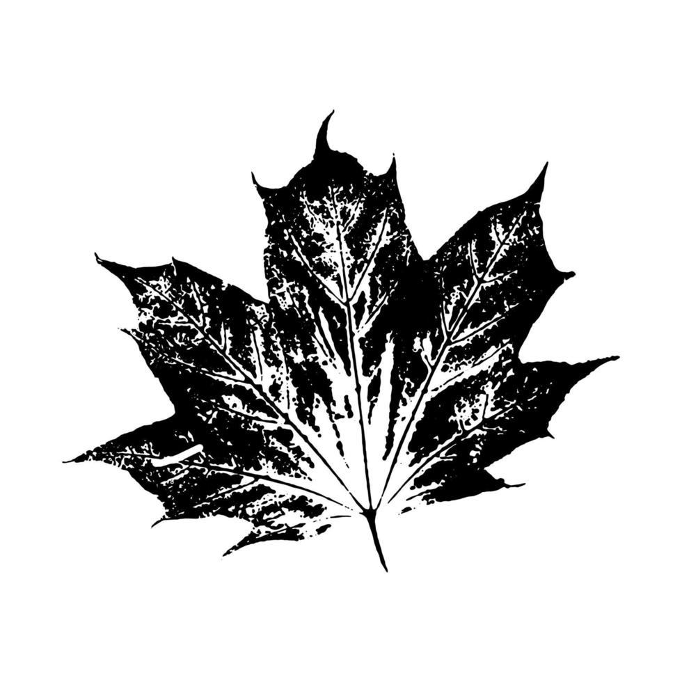 black maple leaves imprints on white background. Hand drawn floral elements. vector foliage stamp