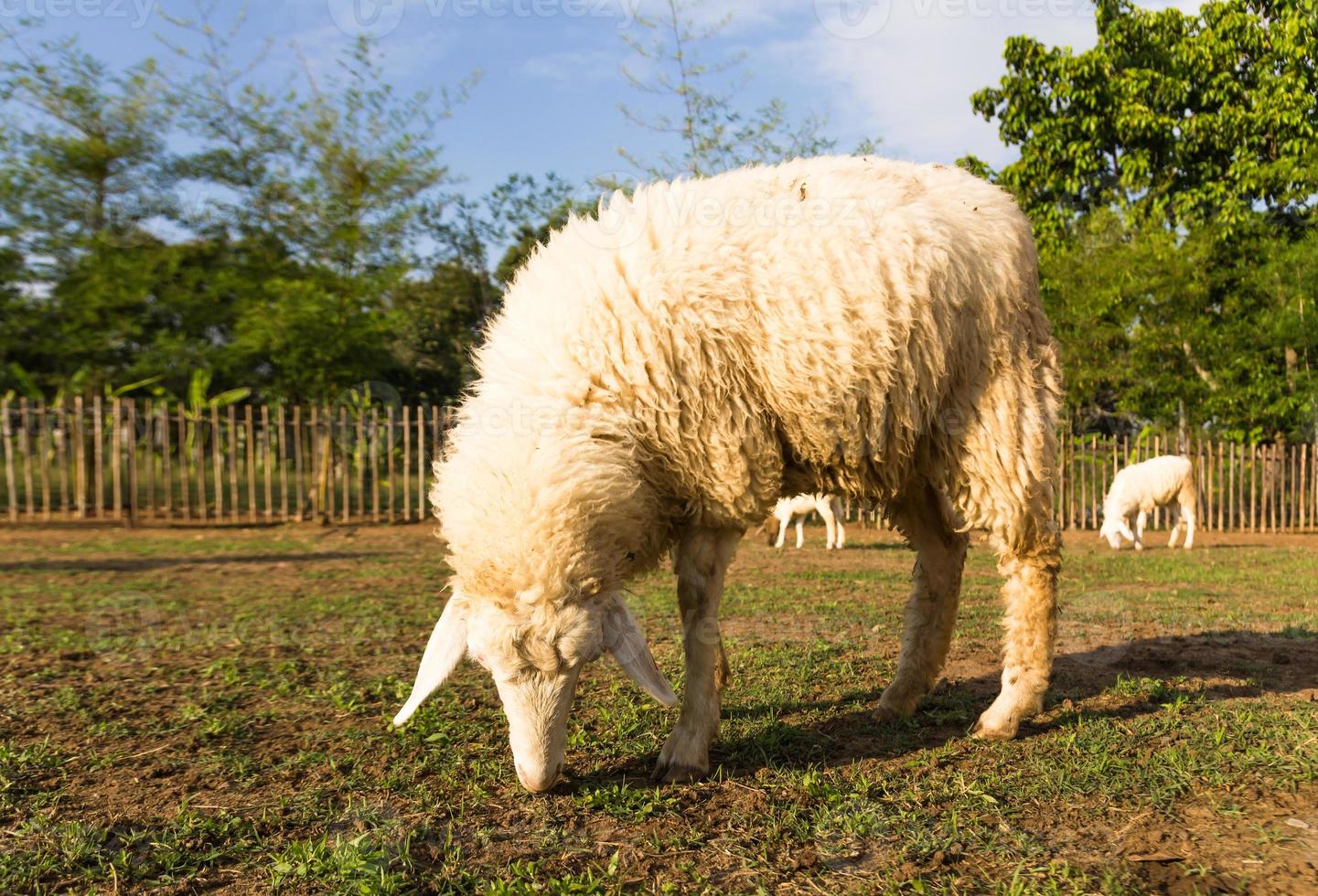 Sheep grazing   in the farm photo