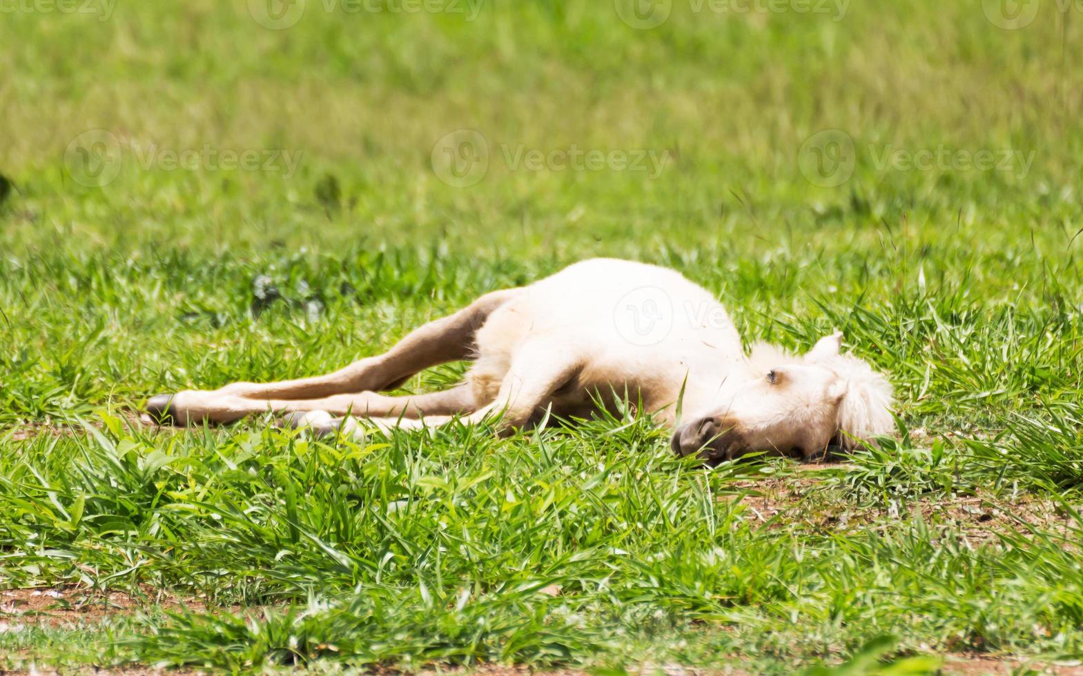 horse sleeping on grassland photo