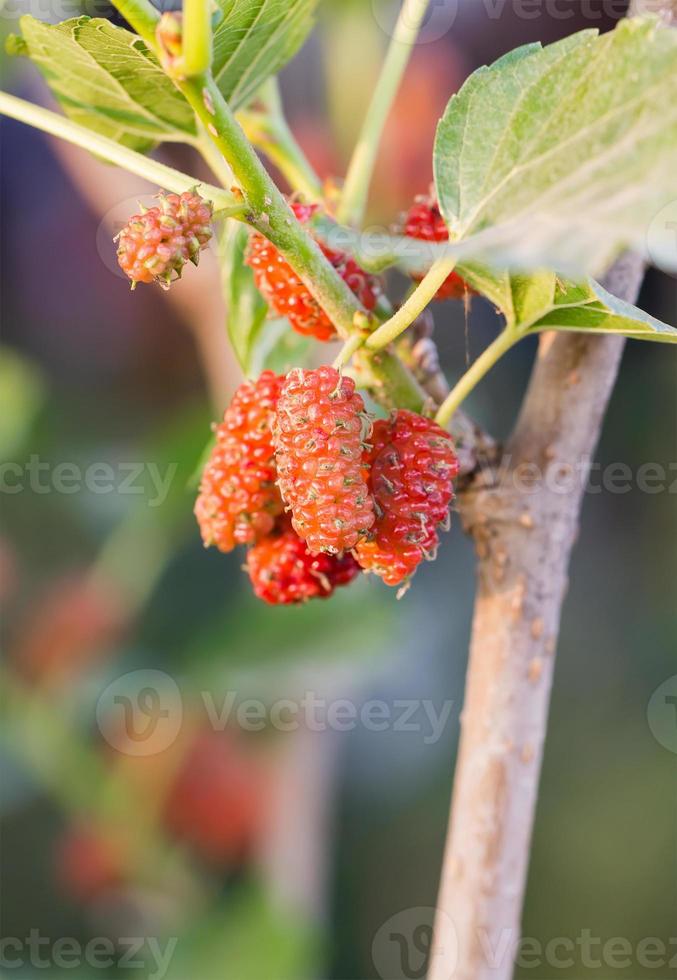 Mulberry on tree is Berry fruit in nature photo