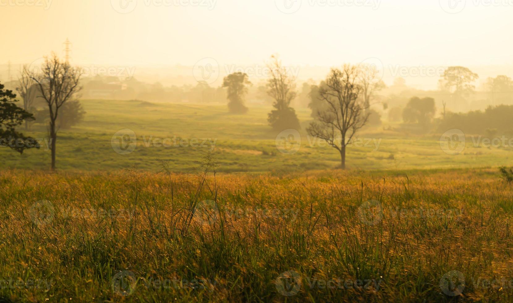 Wild grass with golden  hours in the morning photo