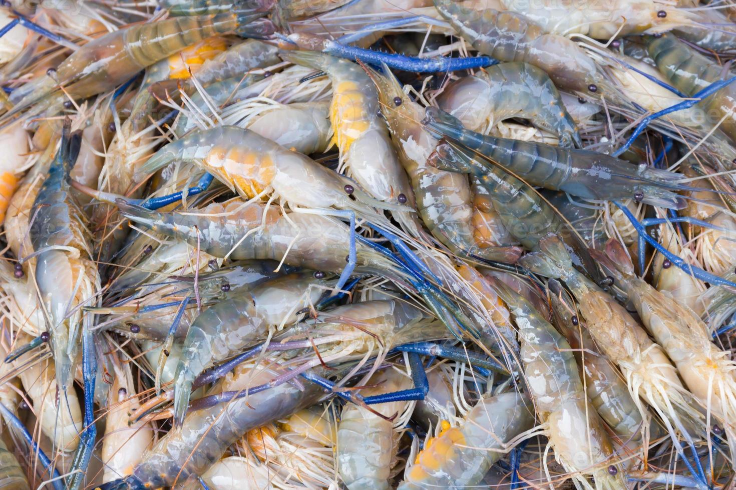 Fresh prawn shrimp on the market photo