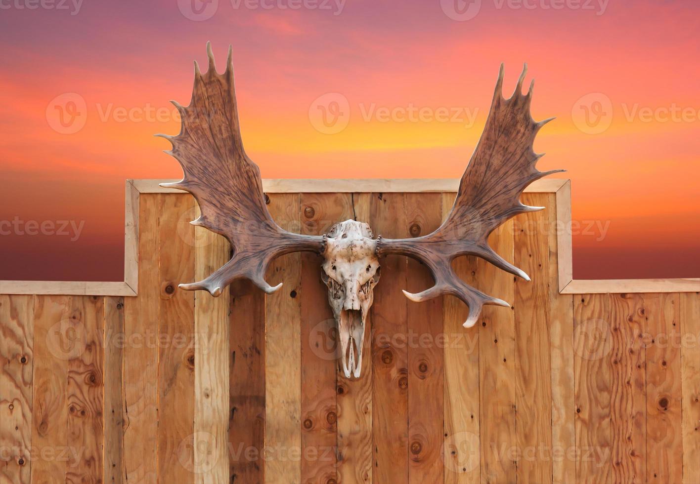 Skull Moose hung on wall photo