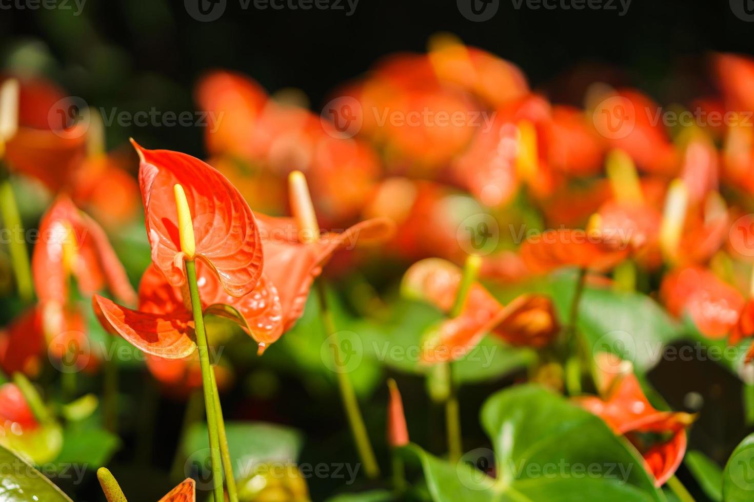 Orange Anthurium flower or flamingo flower in the garden photo