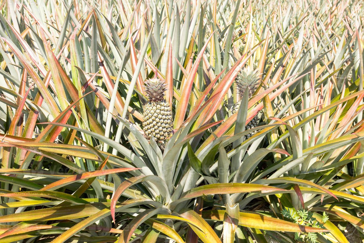 Close up Pineapple plant photo