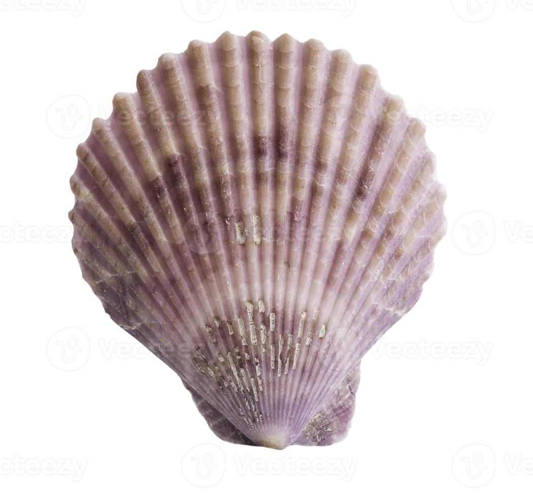 Scallop seashell isolated on white photo