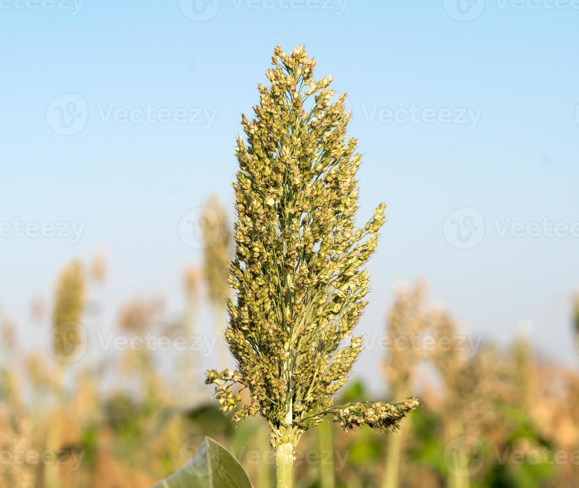 agente de sorgo o mijo cielo azul foto