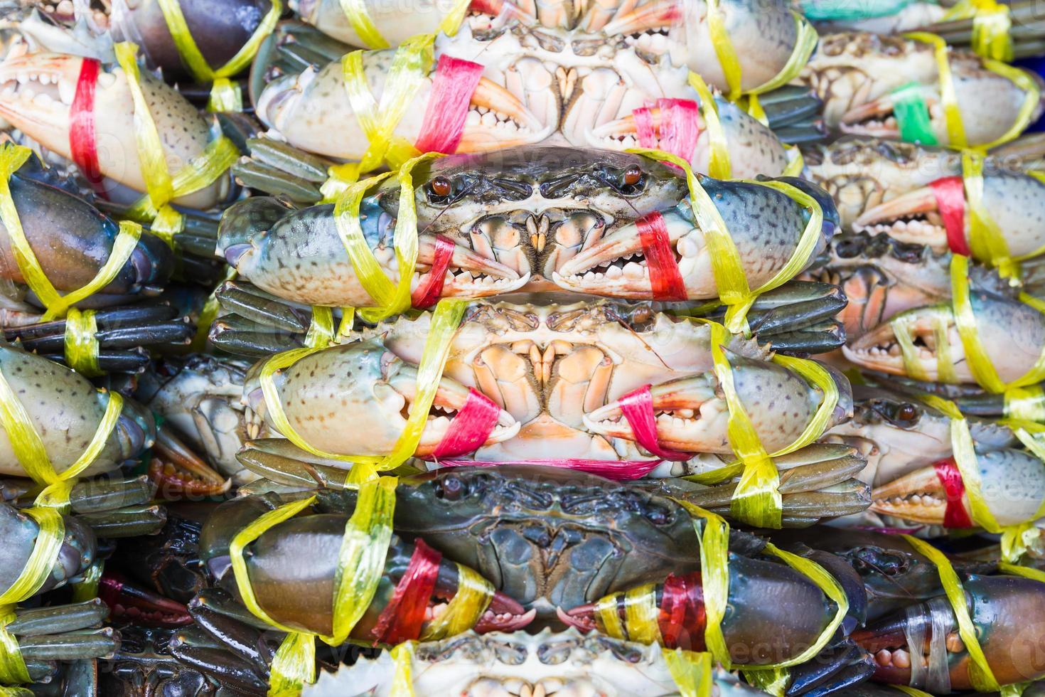 Close up Black Crab or Serrated Mud crab photo