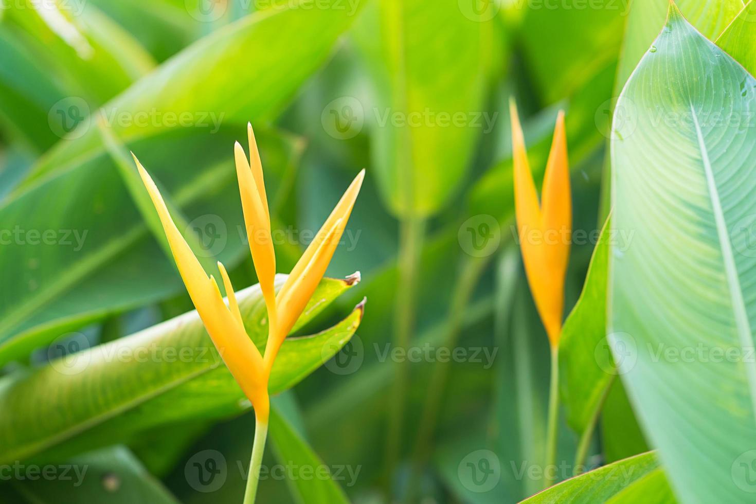 Bird of paradise flower photo