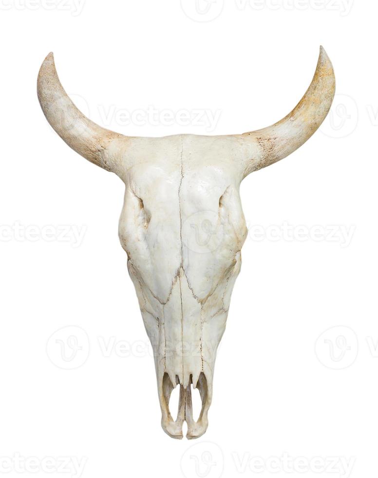 Head cow skull on white photo