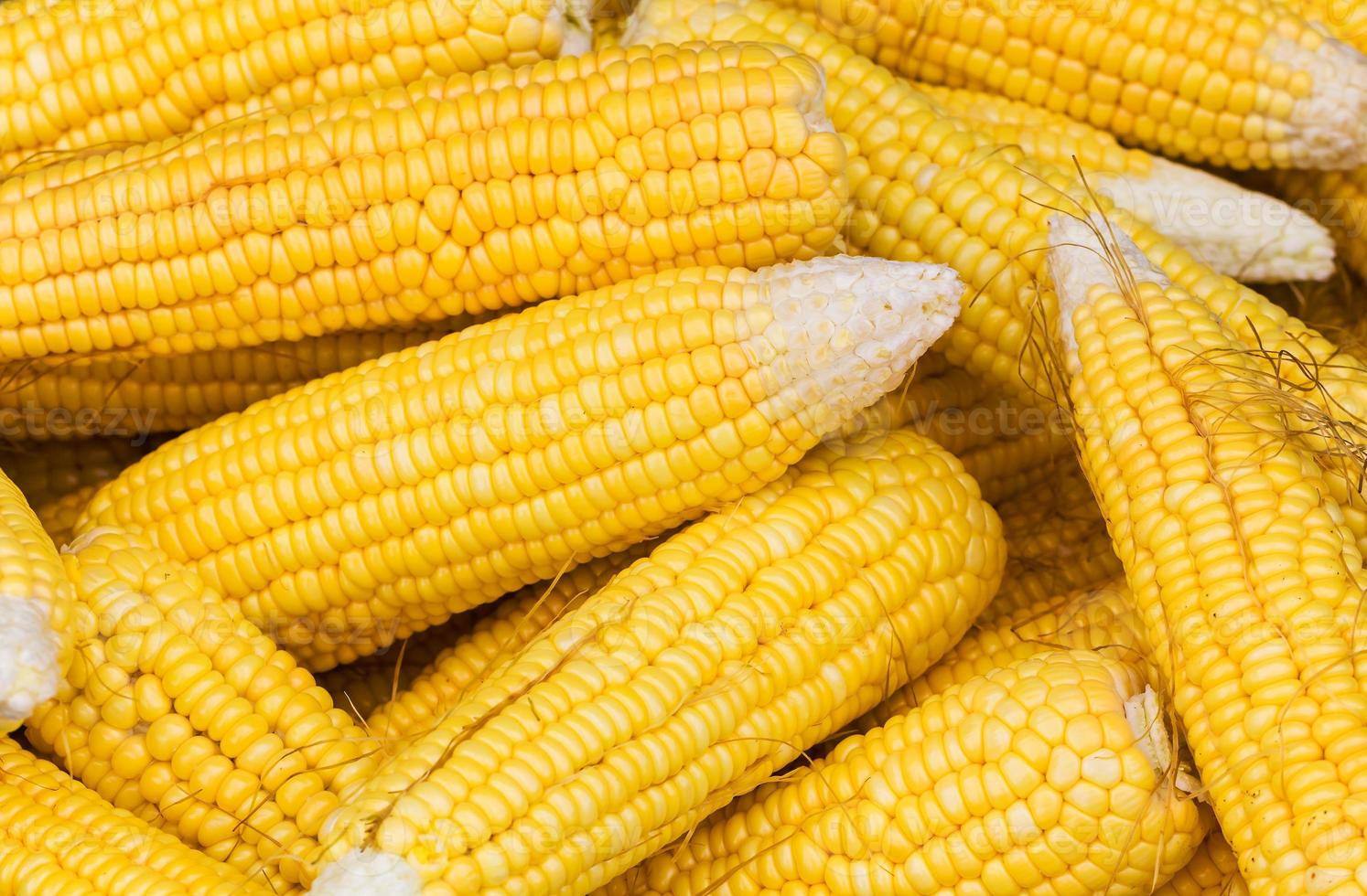Fresh corn cobs photo