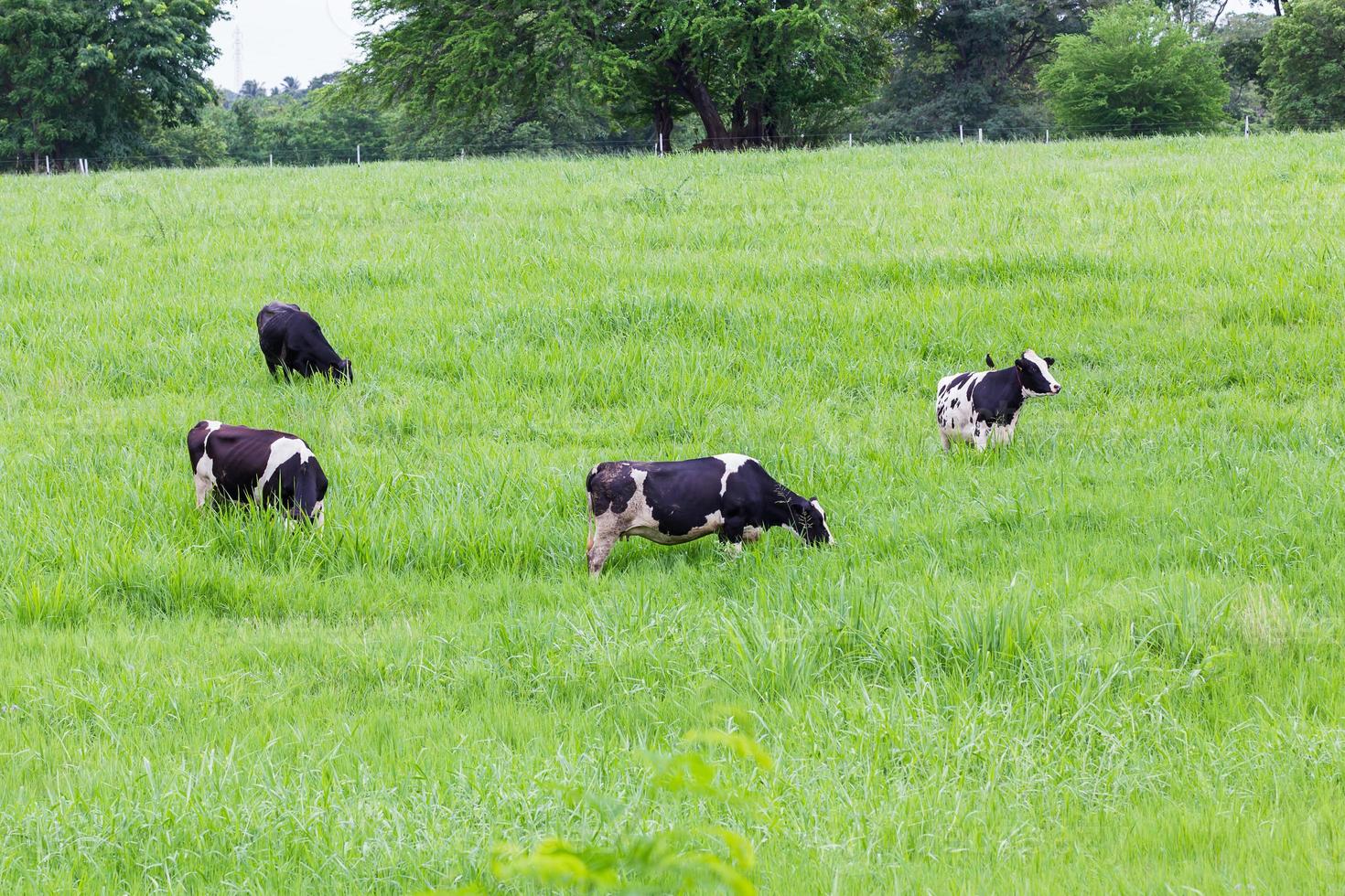 vacas en el pasto foto