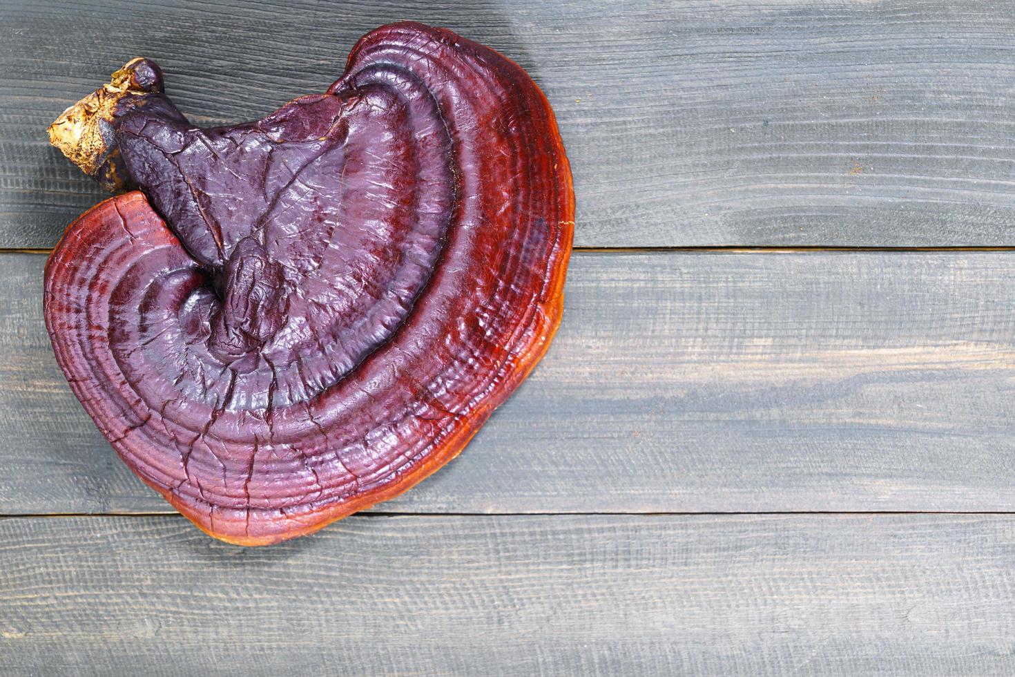 Ganoderma lucidum mushroom on wooden floor photo