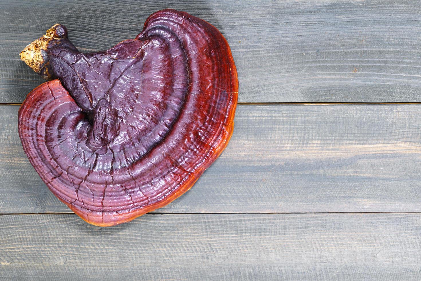 hongo ganoderma lucidum sobre suelo de madera foto