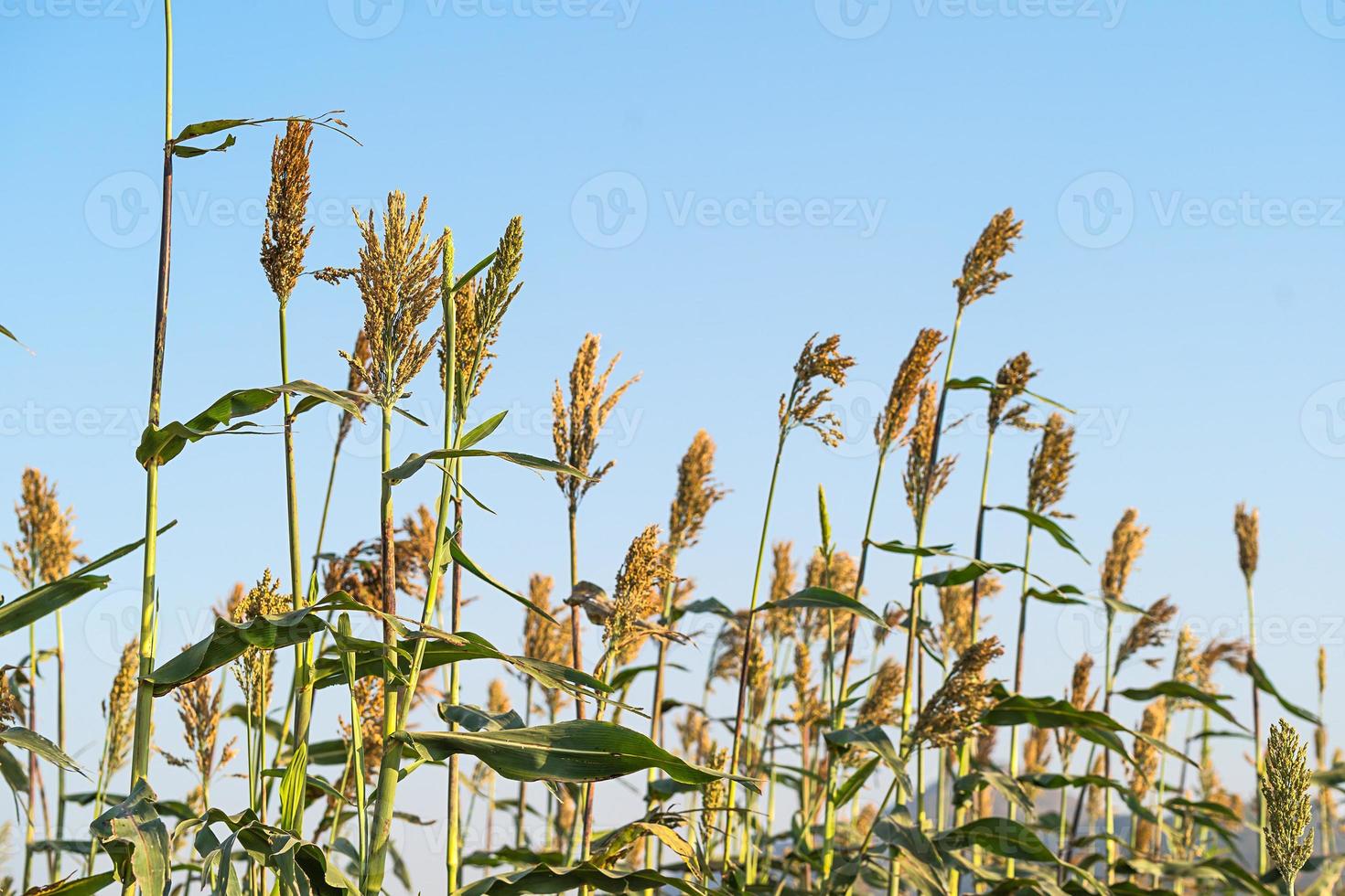 Sorghum in field of feed for livestock photo