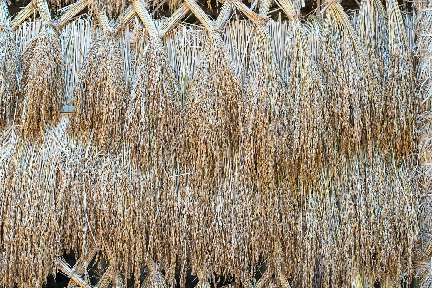 Dry paddy rice seeds photo