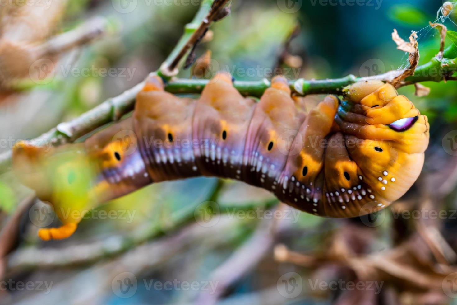 Caterpillars is creeping on tree photo