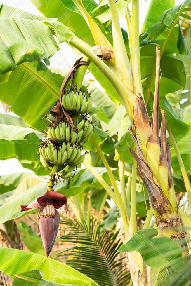 Banana flowers hanging on a banana tree 9323471 Stock Photo at Vecteezy